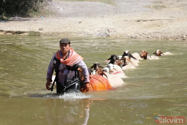 Denizli'de 8 asırlık gelenek! Koyunları Menderes Nehri'nden geçirdiler - 2