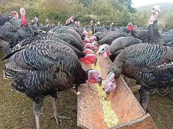 Hindi Çiftliği vurgunu! (takvim.com.tr | Ekran görüntüsü)