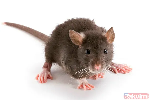 Kelliğin merhemi bulundu hem de mutfağınızda! Çare yine evden çıktı ama 40 yıl düşünsek aklımıza gelmez meğer... - 6