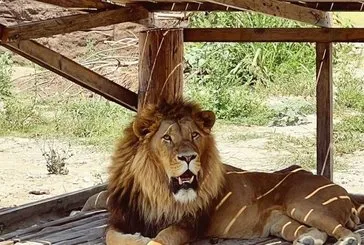 Manavgat’ta aslan alarmı!