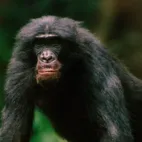 Bonoboların hayali çay partisi: Hayal gücü sadece insanlara mı özgü?