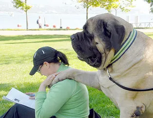 Devasa köpekler görenleri şaşırtıyor