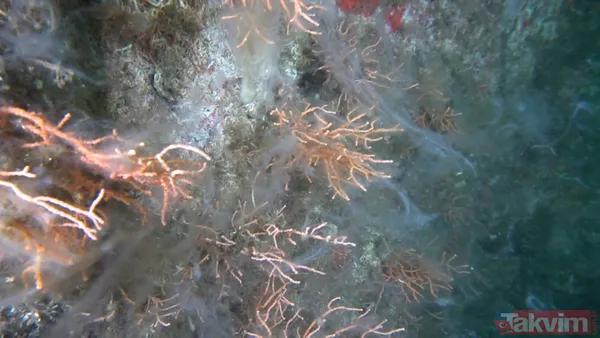 SON DAKİKA: Marmara Denizi'ni kaplayan deniz salyası (müsilaj) nedeniyle ölçüm cihazı bile su altına inemedi - 12