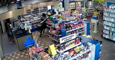 Kurbanlıklar kaçtı sahipleri kovaladı! Kimi kafeye girdi kimi markete daldı