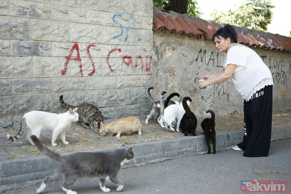 Büyükada'da salgın! 4 ayda 700 kedi Feline Enfeksiyoz Peritonit (FIP) hastalığından öldü! Hayvanseverler CHP'li belediyeyi kayıt tutmadığı için suçladı - 46