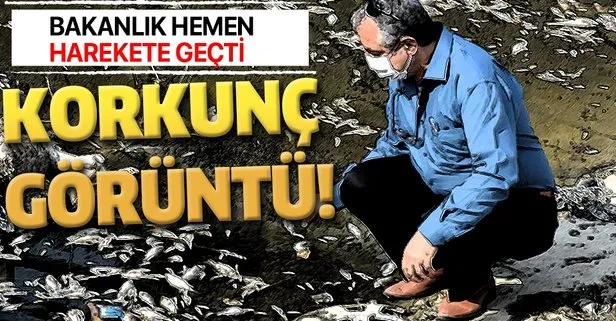 Aydın’da korkunç görüntü! Sulama kanalındaki toplu balık ölümleri kenti ayağa kaldırdı
