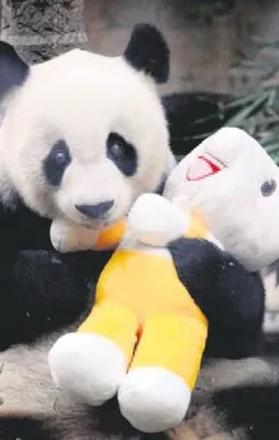 En yaşlı panda öldü