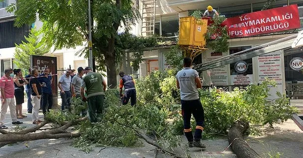 Ankara’da facianın eşiğinden dönüldü! 10 metrelik ağacın dalı yol ortasına devrildi