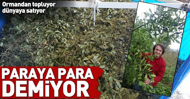 Ormandan topluyor 9 bin lira para kazanıyor