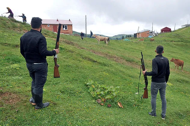 Trabzon'da aç kurtlar hayvan sürülerine saldırdı