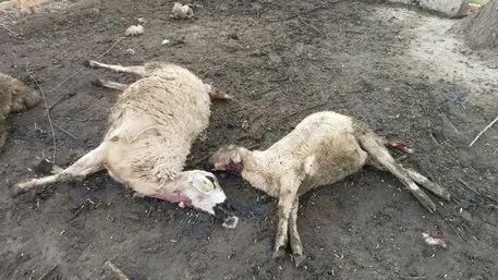 Kurtlar koyunları yedi!