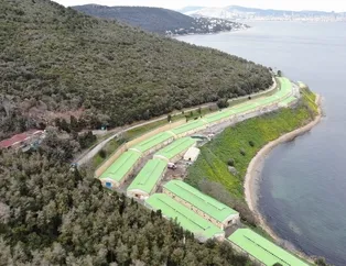 CHP'li İBB'nin Adalar’da 100’e yakın atı ahıra hapsetmesi hayvanseverleri ayağa kaldırdı