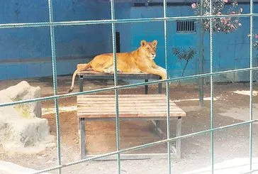 Olmadı aslanım