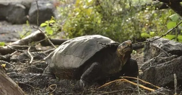 Fernandina Dev Kaplumbağası 100 yıl sonra ortaya çıktı...