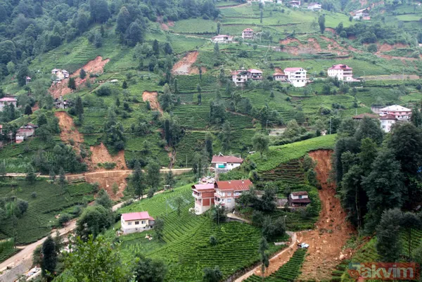 Doğu Karadeniz'i bekleyen büyük facia! Kaçak çaylıklar için ormanlar kesiliyor - 13