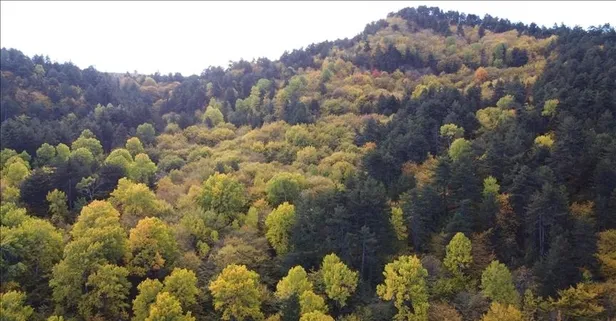 5 ilde orman havacılık işletme müdürlüğü kuruldu: Karar Resmi Gazete'de