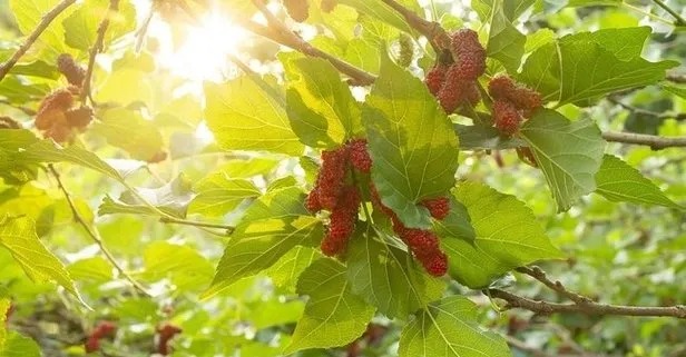 Yılda 2 kez meyve veren mucize bitki; Manisalılar gördüğü her yere bunu dikiyor!