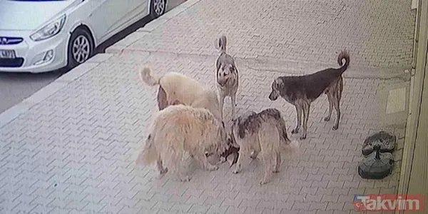 Başıboş sokak köpeği sorununa tarihsel bakış! Atatürk dönemindeki Resmi Gazete'de 'umumi mücade' vurgusu - 16