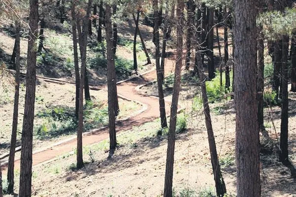 Beykoz Kaymakamı A.K. ormanda uygunsuz halde yakalandı! Ardından otomobiliyle magandalık yaptı-1