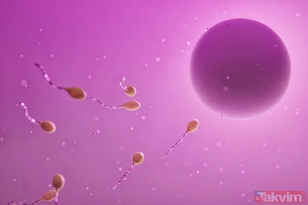 Erkeklerin beslenmesi doğurganlığı etkiliyor! Bilimsel olarak sperm kalitesini artıran ve azaltan gıdalar açıklandı - 7