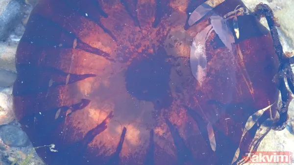 Çanakkale Boğazı'nda zehirli denizanası tehlikesi! Uzmanlar uyardı: Tatlı su kullanmayın amonyak ya da sirke ile yıkayın - 10