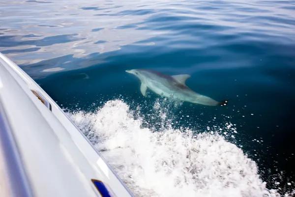 akdenizde-balikcilar-balon-baliklarindan-sonra-yunuslardan-sikayetci-gunluk-10-bin-lira-zarar-veriyorlar-1608878456195.jpg Akdeniz'de balıkçılar balon balıklarından sonra yunuslardan şikayetçi: Günlük 10 bin lira zarar veriyorlar-3