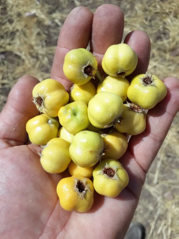 fiyati-sasirtacak-cinsten-hasadini-yapanlar-simdi-paraya-para-demiyor-her-derde-deva-1601746918466.jpg Fiyatı şaşırtacak cinsten! Hasadını yapanlar şimdi paraya para demiyor! Her derde deva...-2