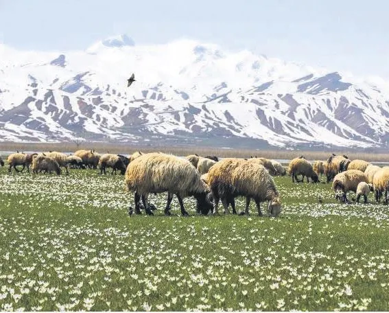 Dağlara bahar geldi