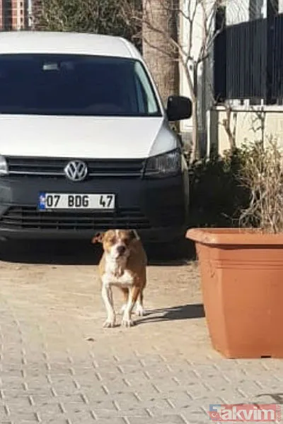 Asiye Ateş'ten sonra bir pitbull dehşeti daha! Dehşet anları anbean kamerada! - 13