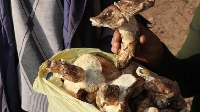 Deli gibi satıyor! Köylüler milyonlar kazanıyor! Japonlar sırada bekliyor-6