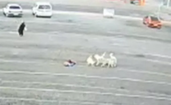 sokak-kopekleri-9-yasindaki-kiza-saldirdi-o-anlar-kamerada-1639684632112.jpg Sokak köpekleri 9 yaşındaki kıza saldırdı! O anlar kamerada-2