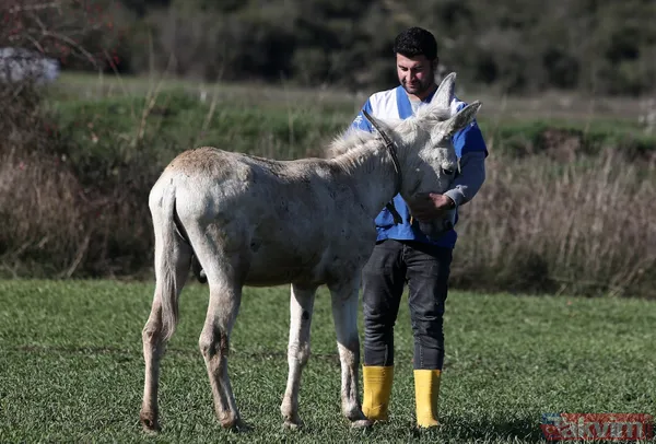 Yıllarca Mardin'de çöp topladı! 'Dost' artık emekli oldu - 1