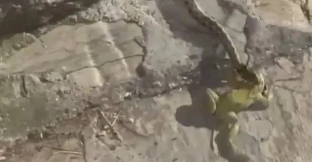 Antalya’da kurbağa yakalayan yılanı avından ettiler! Üstüne kıymalı gözleme ve su verdiler