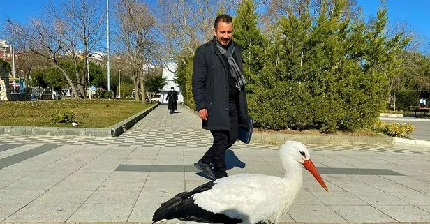 Gören şaşırıyor! Bu leylek uçmayı unuttu!