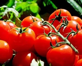 Kemik erimesine domates