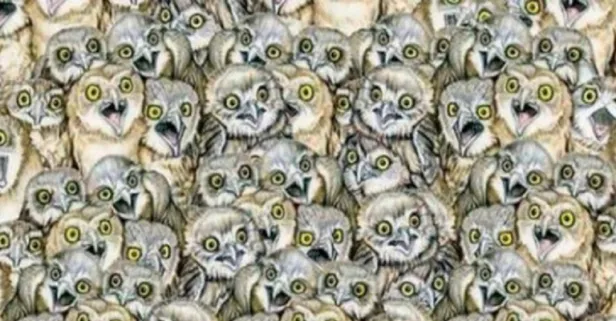 Zeka seviyesini şipşak çözen test! Baykuşların arasındaki kediyi bulana dahi diyorlar