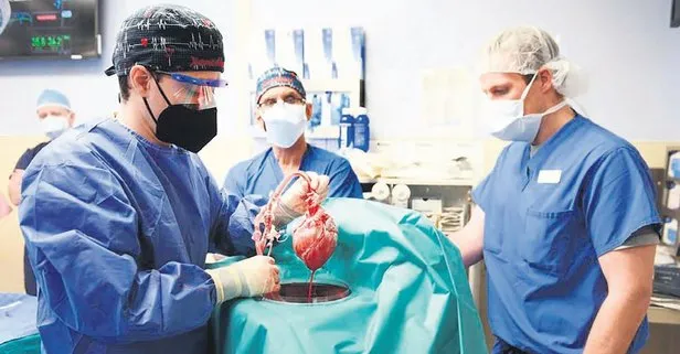 57 yaşındaki hasta domuz kalbi nakledilerek hayata bağlandı! Uzmanlar ameliyatı yorumladı
