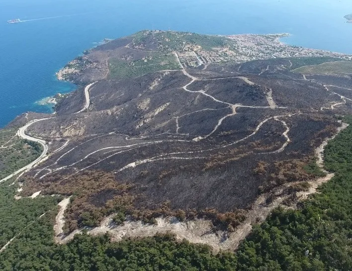 Yanan ormanlar yeniden yeşerdi