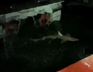 Haliç’te 2 metrelik köpek balığı! Misinayı koparıp kaçtı