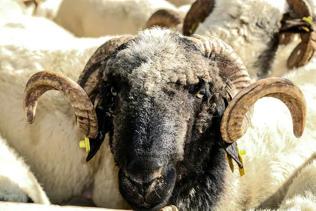 kurban-bayrami-ne-zaman-2021-kurban-bayrami-tatili-9-gun-mu-olacak-bayramda-yasak-var-mi-1624047243801.jpg Kurban Bayramı ne zaman 2021? Kurban Bayramı tatili 9 gün mü olacak? Bayramda sokağa çıkma yasağı var mı?-3