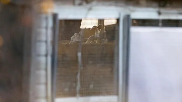 Koronavirüs devam ederken bir tavuk çiftliğinde tespit edildi! Dünya şokta! Geri döndü! Yeniden mi başlıyor?-2