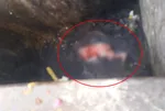 Evde doğurdu çöp konteynerine attı! "Yerler hep kan içindeydi"