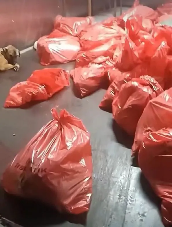 Köpek katliamına vatandaşlardan sert tepki: Mansur elini hayvanlardan çek!