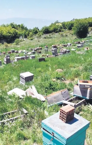 Tekirdağ'da hırsızlar yerli arı üretim alanına girerek özel ırkı çalıp 4 milyon arıyı telef etti