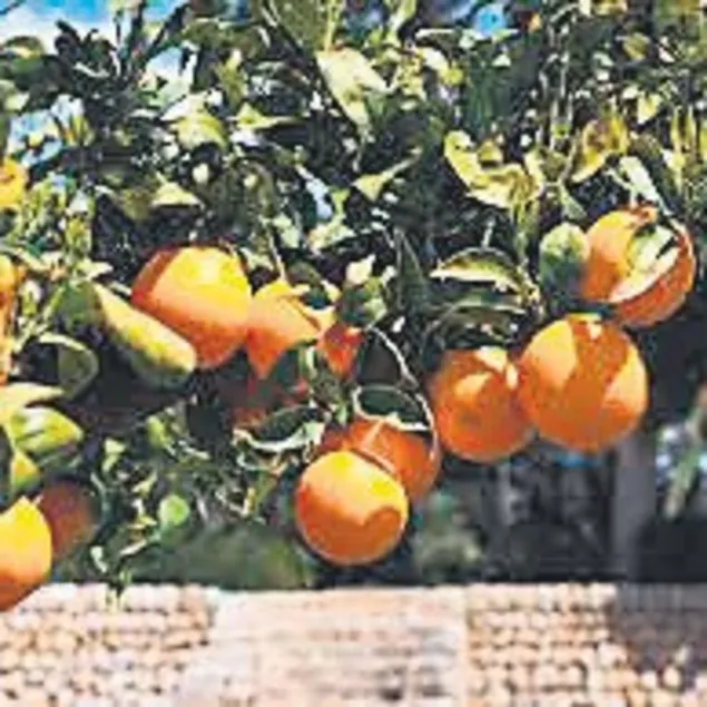 C vitamini garantide