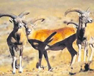 Yasak avlanmanın bedeli 14 bin TL