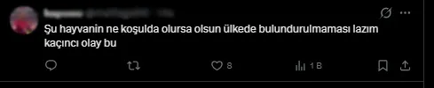 1791872525085.jpg Esenyurt’ta ağızlıksız Pitbull sokak kedisini parçaladı: Sahibinin “Ne yapayım, köpek bu!” sözleri tepki çekti-6