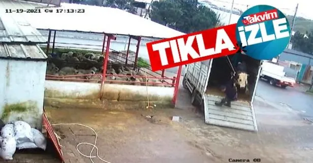 Fırçayla durdurmak istediği dana hastanelik etti! O anlar kamerada