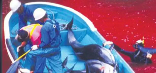 ’Geleneksel’ yunus katliamı