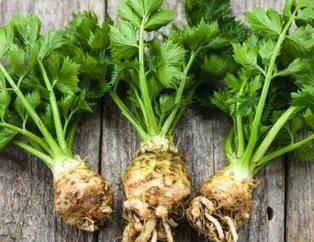 Pankreasın dostu kereviz